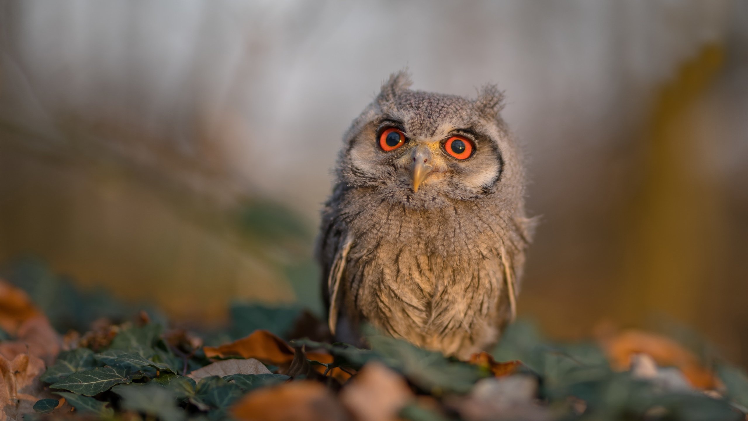格鲁吉亚闪电击碎瑞士铁壁！克瓦拉茨赫利亚一战封神，塞维利亚式狂胜震撼欧洲